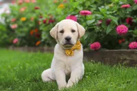 Buster, a male Labrador Retriever for sale in Dundee, OH – 1 of 10