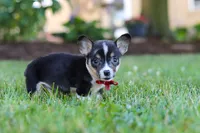 Diamond, a male Pembroke Welsh Corgi for sale in Dundee, OH – 3 of 10