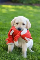 Buster, a male Labrador Retriever for sale in Dundee, OH – 9 of 10