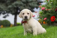 Bobby, a male Labrador Retriever for sale in Dundee, OH – 3 of 7