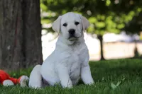 Billy, a male Labrador Retriever for sale in Dundee, OH – 3 of 7