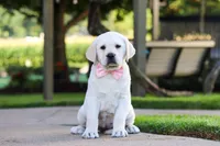 Kathy, a female Labrador Retriever for sale in Dundee, OH – 3 of 10
