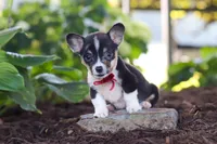 Diamond, a male Pembroke Welsh Corgi for sale in Dundee, OH – 6 of 10