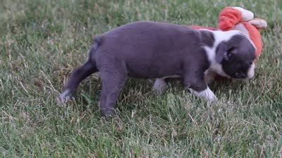 Bradie, a male Boston Terrier for sale in Dundee, OH – 9 of 9