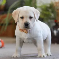 Sonya, a female Labrador Retriever for sale in Dundee, OH – Photo 4 of 6