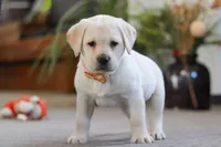 Sonya, a female Labrador Retriever for sale in Dundee, OH – Photo 4 of 6