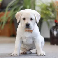 Sonya, a female Labrador Retriever for sale in Dundee, OH – Photo 2 of 6