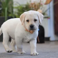 Sonya, a female Labrador Retriever for sale in Dundee, OH – Photo 3 of 6