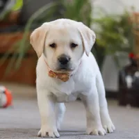 Sonya, a female Labrador Retriever for sale in Dundee, OH – Photo 6 of 6