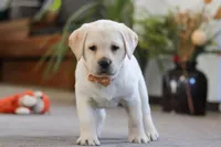 Sonya, a female Labrador Retriever for sale in Dundee, OH – Photo 6 of 6