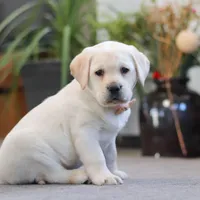 Sonya, a female Labrador Retriever for sale in Dundee, OH – Photo 1 of 6