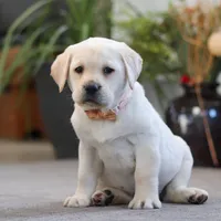 Sonya, a female Labrador Retriever for sale in Dundee, OH – Photo 5 of 6