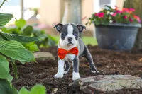 Miles, a male Boston Terrier for sale in Dundee, OH – 7 of 10
