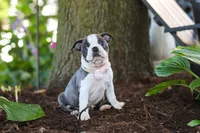 Mea, a female Boston Terrier for sale in Dundee, OH – 5 of 8