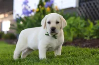 Barney, a male Labrador Retriever for sale in Dundee, OH – 3 of 6