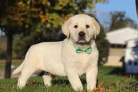 Barney, a male Labrador Retriever for sale in Dundee, OH – Photo 2 of 9
