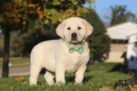 Barney, a male Labrador Retriever for sale in Dundee, OH – Photo 6 of 9