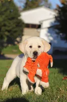 Barney, a male Labrador Retriever for sale in Dundee, OH – Photo 8 of 9