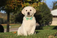 Barney, a male Labrador Retriever for sale in Dundee, OH – Photo 5 of 9