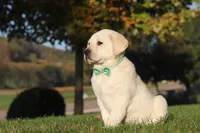 Barney, a male Labrador Retriever for sale in Dundee, OH – Photo 4 of 9
