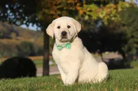 Barney, a male Labrador Retriever for sale in Dundee, OH – Photo 1 of 9