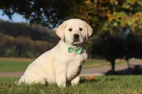 Barney, a male Labrador Retriever for sale in Dundee, OH – Photo 3 of 9