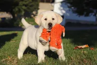 Barney, a male Labrador Retriever for sale in Dundee, OH – Photo 9 of 9