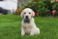 Bennie, a male Labrador Retriever for sale in Dundee, OH – 3 of 7