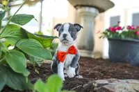 Miles, a male Boston Terrier for sale in Dundee, OH – 3 of 10