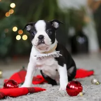 Max, a male Boston Terrier for sale in Dundee, OH – Photo 5 of 9