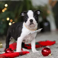 Max, a male Boston Terrier for sale in Dundee, OH – Photo 3 of 9