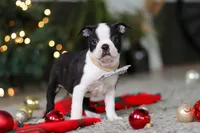 Max, a male Boston Terrier for sale in Dundee, OH – Photo 3 of 9