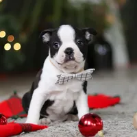 Max, a male Boston Terrier for sale in Dundee, OH – Photo 7 of 9