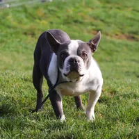 Max, a male Boston Terrier for sale in Dundee, OH – Photo 9 of 9