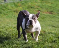 Max, a male Boston Terrier for sale in Dundee, OH – Photo 9 of 9