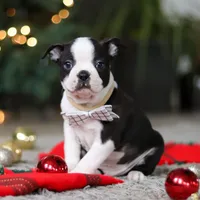 Max, a male Boston Terrier for sale in Dundee, OH – Photo 6 of 9