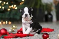 Max, a male Boston Terrier for sale in Dundee, OH – Photo 6 of 9