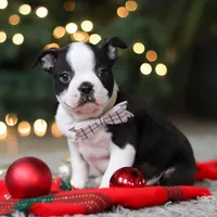 Max, a male Boston Terrier for sale in Dundee, OH – Photo 4 of 9