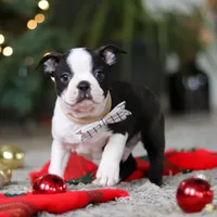 Max, a male Boston Terrier for sale in Dundee, OH – Photo 2 of 9