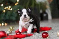 Max, a male Boston Terrier for sale in Dundee, OH – Photo 2 of 9