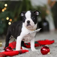 Max, a male Boston Terrier for sale in Dundee, OH – Photo 1 of 9