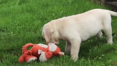 Buster, a male Labrador Retriever for sale in Dundee, OH – 10 of 10
