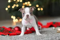 Macy, a female Boston Terrier for sale in Dundee, OH – Photo 8 of 10
