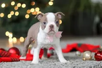 Macy, a female Boston Terrier for sale in Dundee, OH – Photo 1 of 10