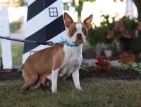 Macy, a female Boston Terrier for sale in Dundee, OH – Photo 9 of 10