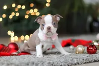 Macy, a female Boston Terrier for sale in Dundee, OH – Photo 4 of 10