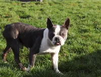 Macy, a female Boston Terrier for sale in Dundee, OH – Photo 10 of 10