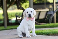 Kathy, a female Labrador Retriever for sale in Dundee, OH – 5 of 10