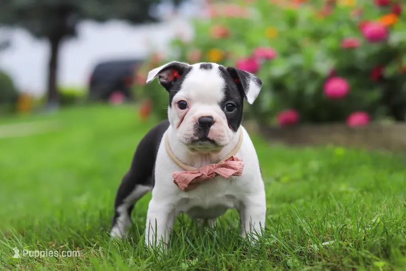 Sherry – Boston Terrier puppy for sale in Dundee, OH