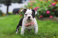 Sherry, a female Boston Terrier for sale in Dundee, OH – 1 of 6